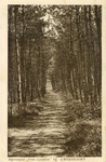 13145 Gezicht op een pad met gemengde bomen op het landgoed Nimmerdor te Amersfoort.